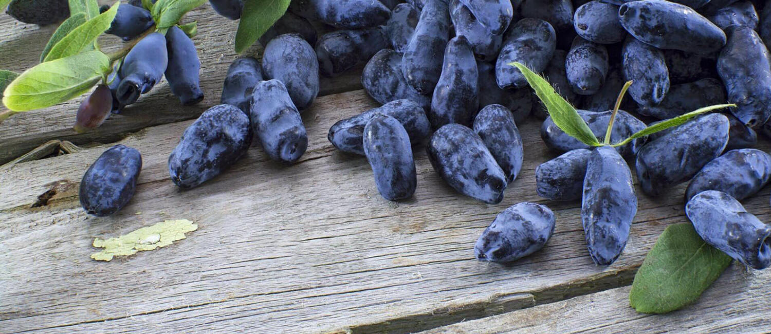 Obststräucher Anbau von amerikanischen Heidelbeeren Kamtschatka-Beere kaufen Setzlinge Polen